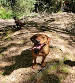 Paw Buddies Dog Walking