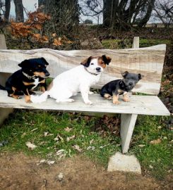 Country Barn Dog Grooming