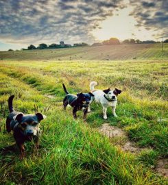 Country Barn Dog Grooming