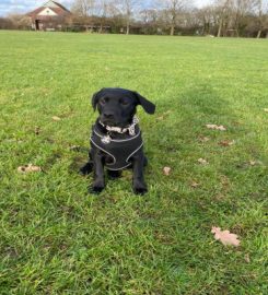 Jo's Dog Walking