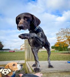 The Doggy Lodge