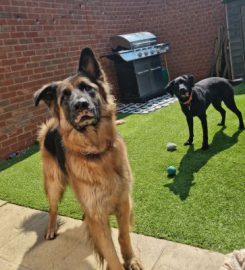 My Best Friend Dog Care Chigwell