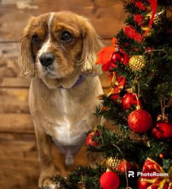 Puppy Cuts parlour