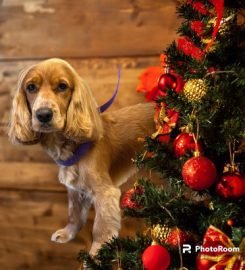 Puppy Cuts parlour