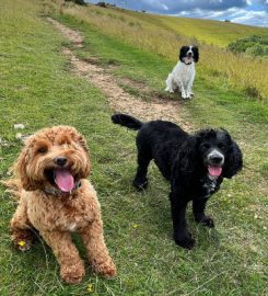 Cotswold Tails | Dog walking & pet care in Stroud