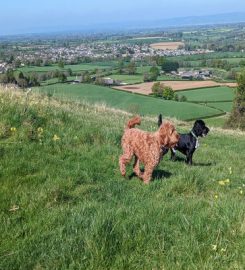 CaNine 2 Five – Dog Walking Stroud & Stonehouse