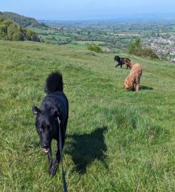 CaNine 2 Five – Dog Walking Stroud & Stonehouse