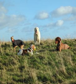 CaNine 2 Five – Dog Walking Stroud & Stonehouse