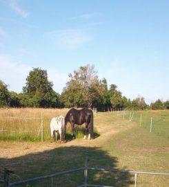 Sit! Stay! House & Animal Sitting