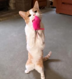 Tewkesbury Cat Sitting