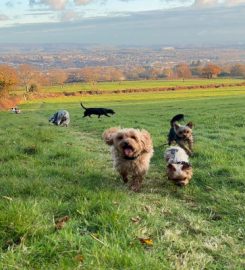 Canine Cwtches home boarding for dogs