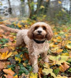 Canine Cwtches home boarding for dogs