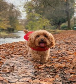 Canine Cwtches home boarding for dogs