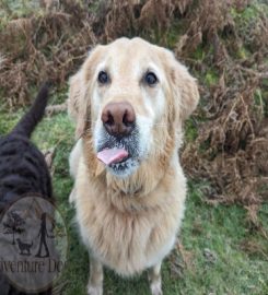 Adventure Dogs Wales