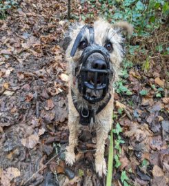 Adventure Dogs Wales