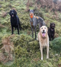 Adventure Dogs Wales