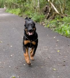 Mr & Mrs Walkies