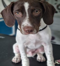 Nose to Toes Dog Grooming