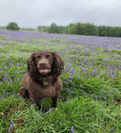 Builth Wells Veterinary Practice