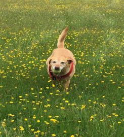 Contented Pets Brecon