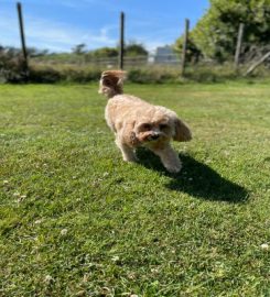 Foxcombe Cat and Dog Boarding