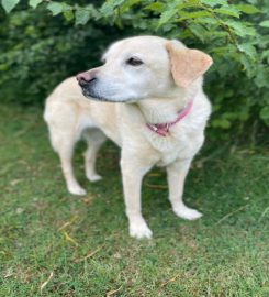 Foxcombe Cat and Dog Boarding