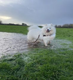 Crate Escape Dog Walking