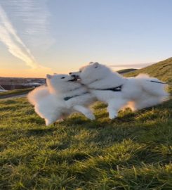 Crate Escape Dog Walking