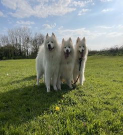 Crate Escape Dog Walking