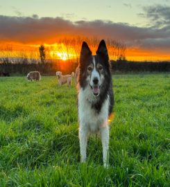 Happy Hounds and Horses