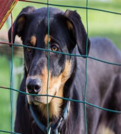 Sunnybank Boarding Kennels