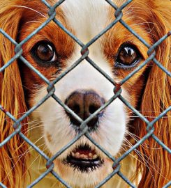 Sunnybank Boarding Kennels