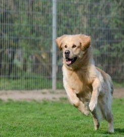 Sunnybank Boarding Kennels