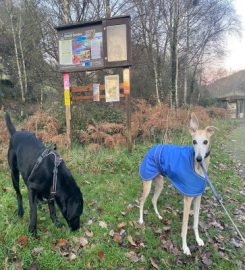 Gwynedd Dog Walking