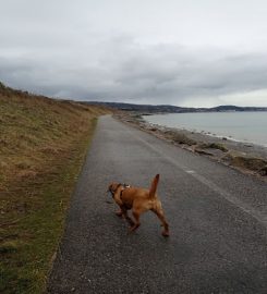 Bay Dog Walking