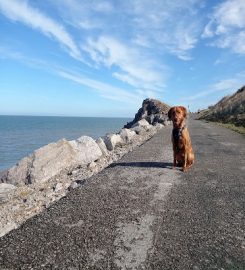 Bay Dog Walking