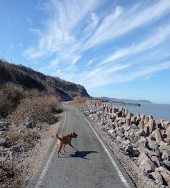 Bay Dog Walking