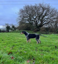 Tivyside Hunt Kennels