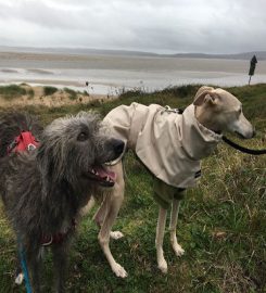 Hound Minded Sighthound Hotel