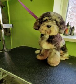 Lush puppy cuts