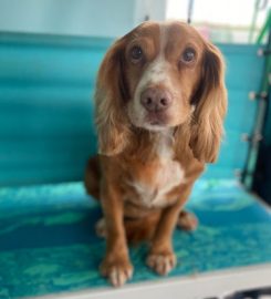 Pets at Home Carmarthen