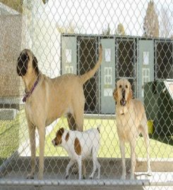 Branch Cottage Kennels & Cattery