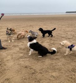 Paws and Go Porthcawl