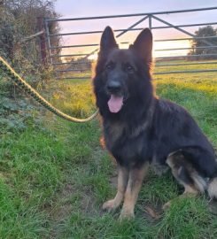 Tŷ Gwyn Boarding Kennels & Cattery