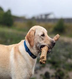 Lomond Paws dog walking service