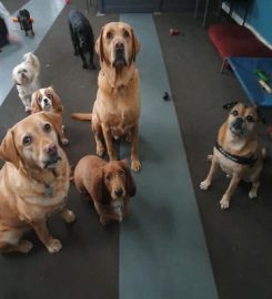 Alpha Pet Services Dog Daycare and Pet Trainer