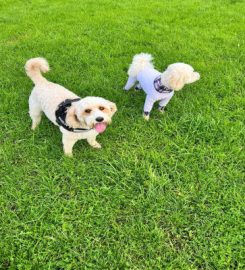 Pets 'R' Us – Dog Walking & Pet Services