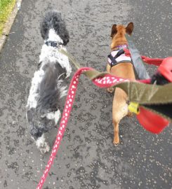 Mcdonald Dog Walking & Boarding, East Kilbride