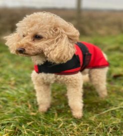 Fluffy Paws Dog Walking