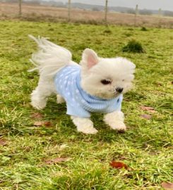 Fluffy Paws Dog Walking